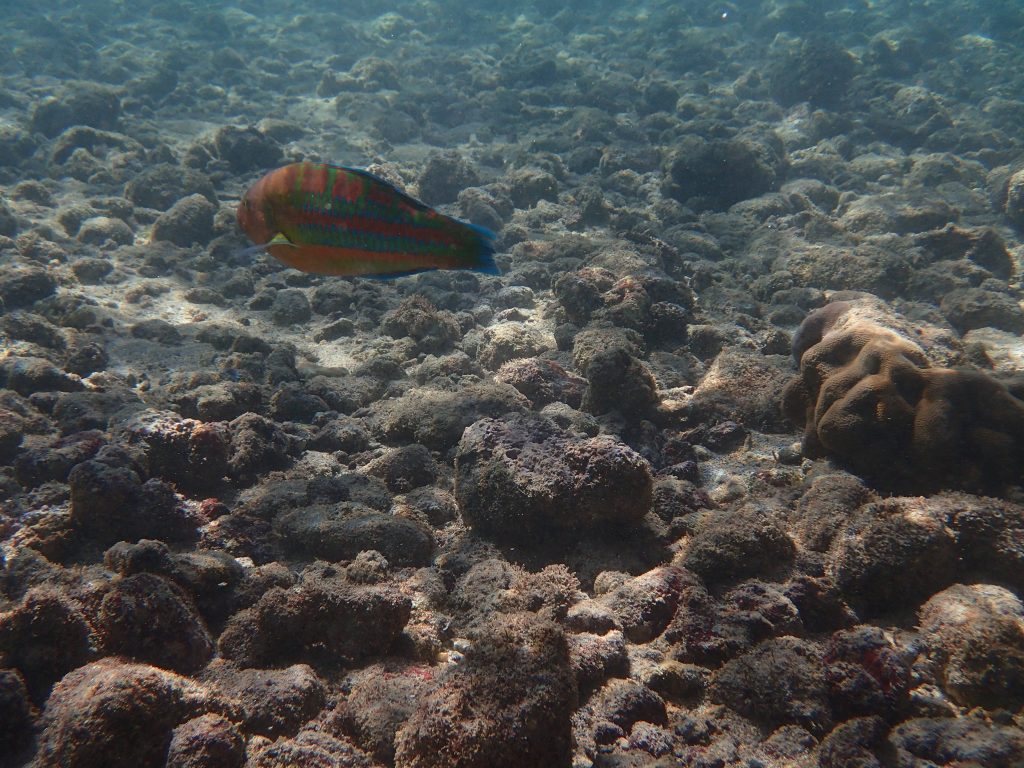 Thalassoma trilobatum