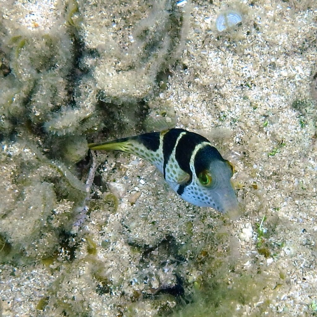 Canthigaster valentini