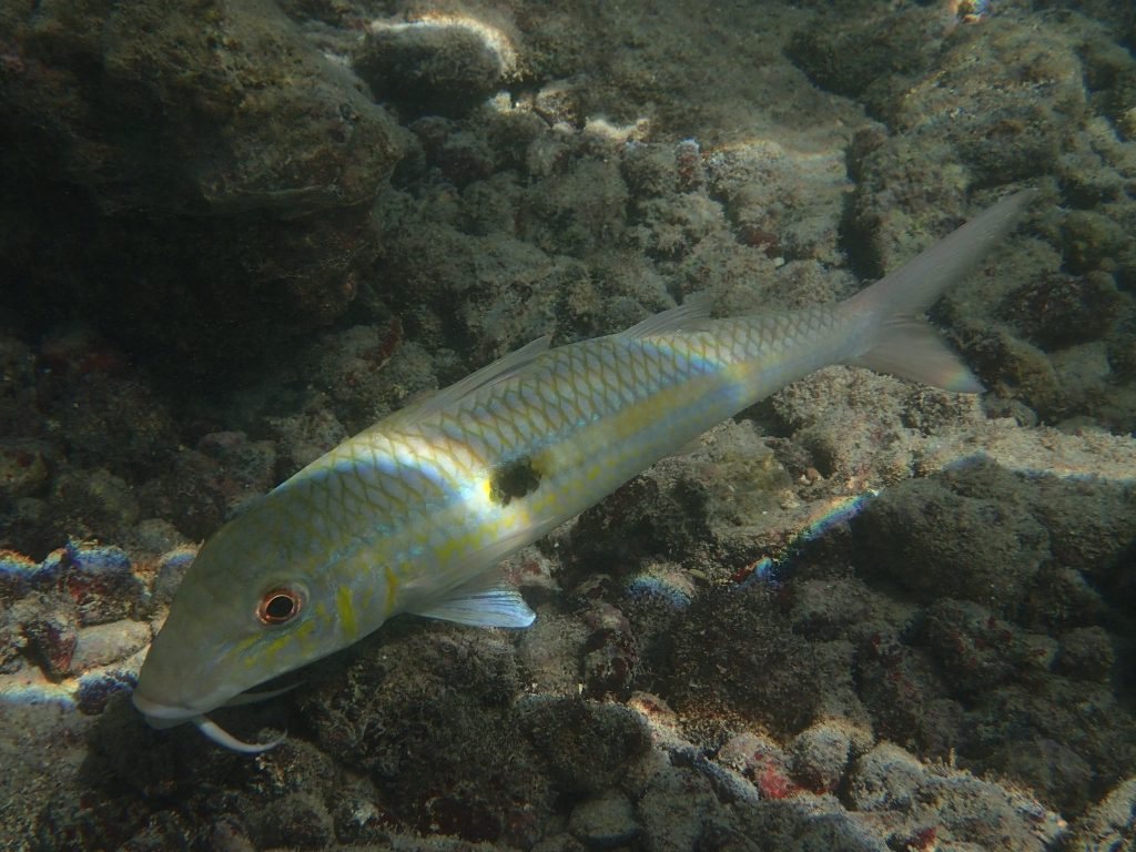 Mulloidichthys flavolineatus