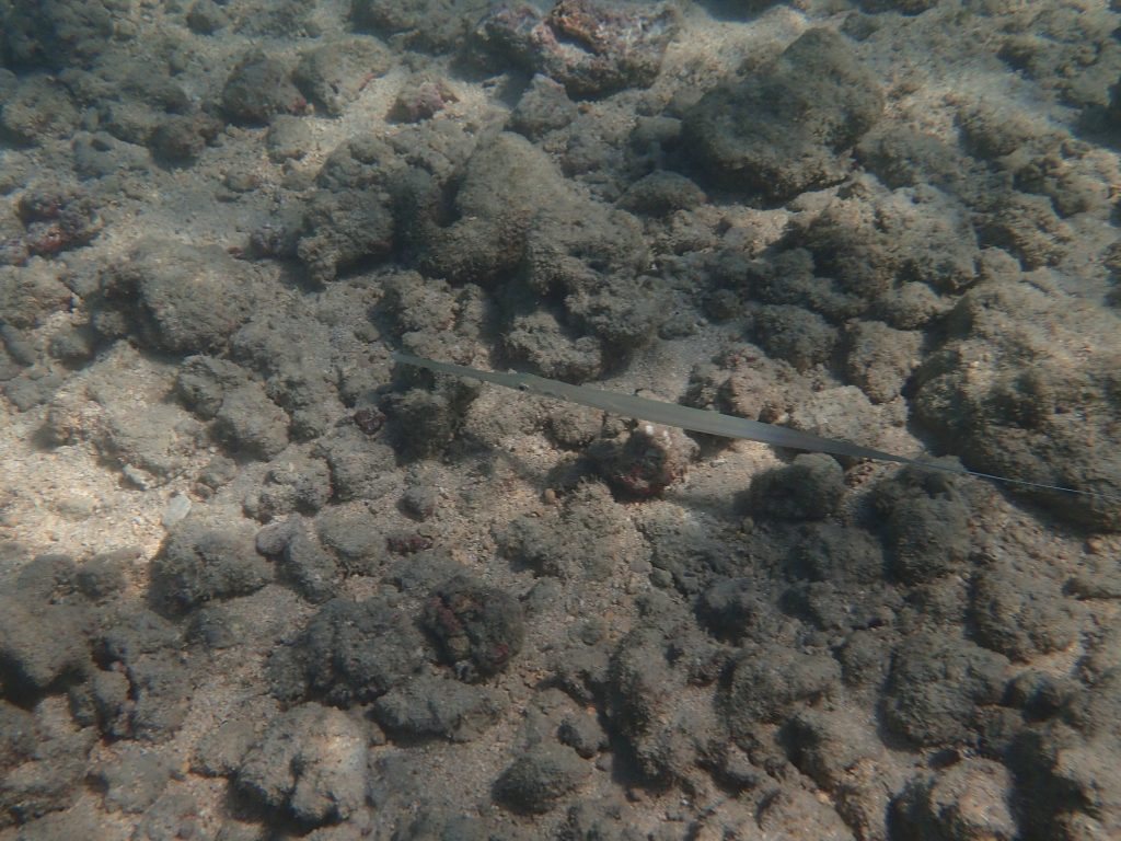 Fistularia commersonii
