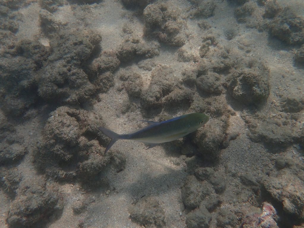 Caranx melampygus
