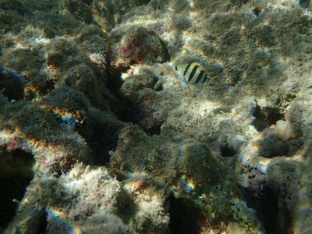 Abudefduf sexfasciatus