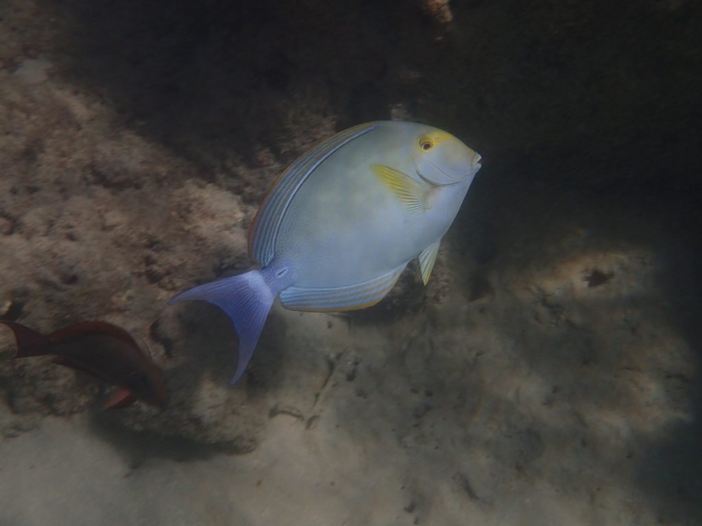 Acanthurus xanthopterus