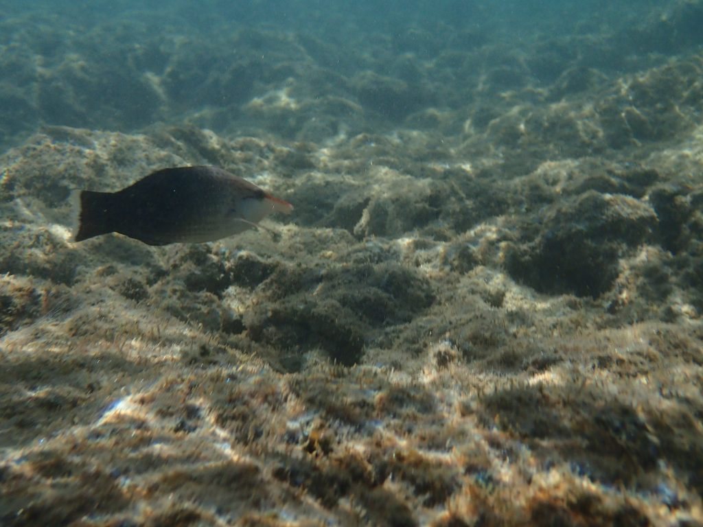 Gomphosus varius