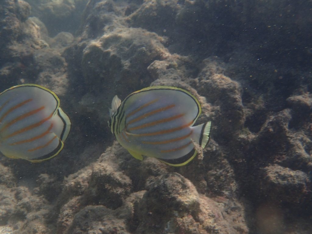 Chaetodon ornatissimus