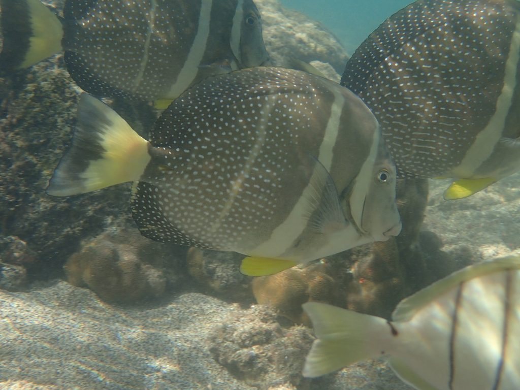 Acanthurus guttatus