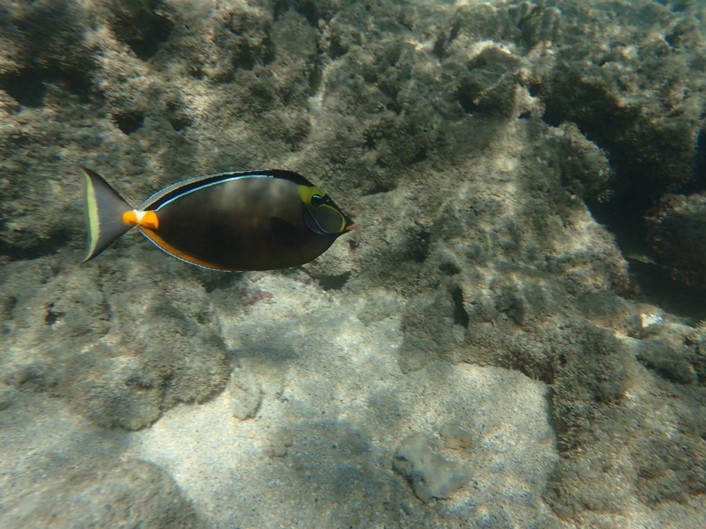 Naso lituratus