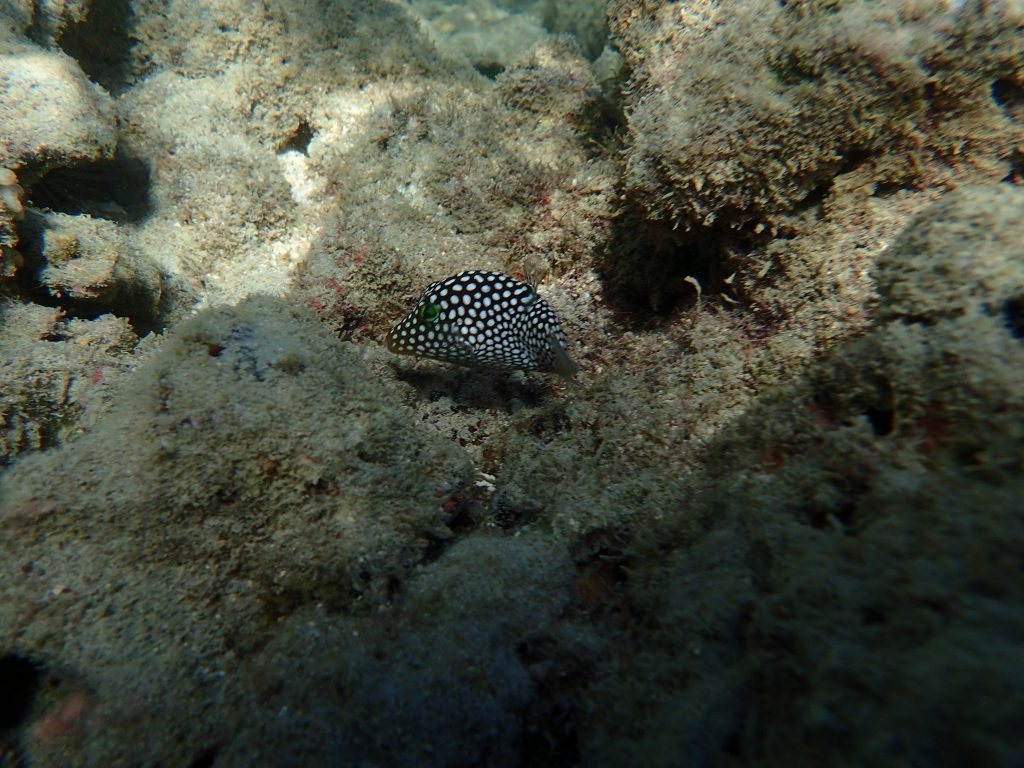 Canthigaster jactator