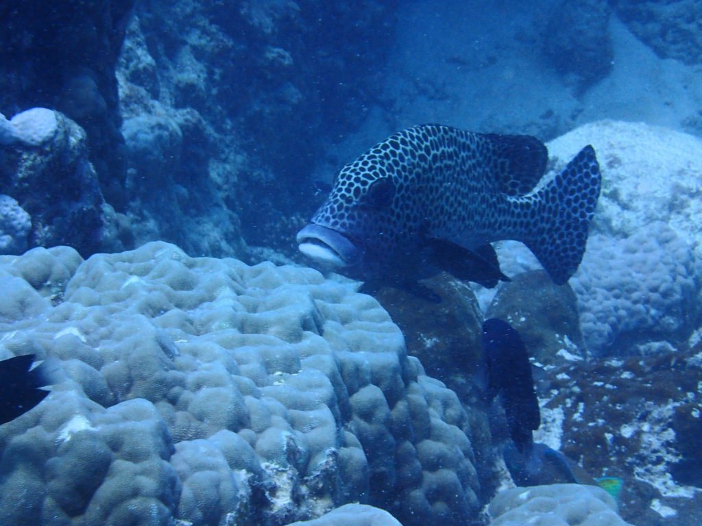 Plectorhinchus chaetodonides