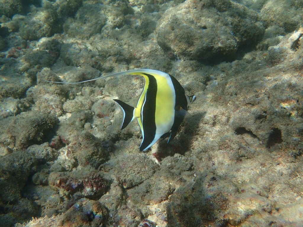 Zanclus cornutus