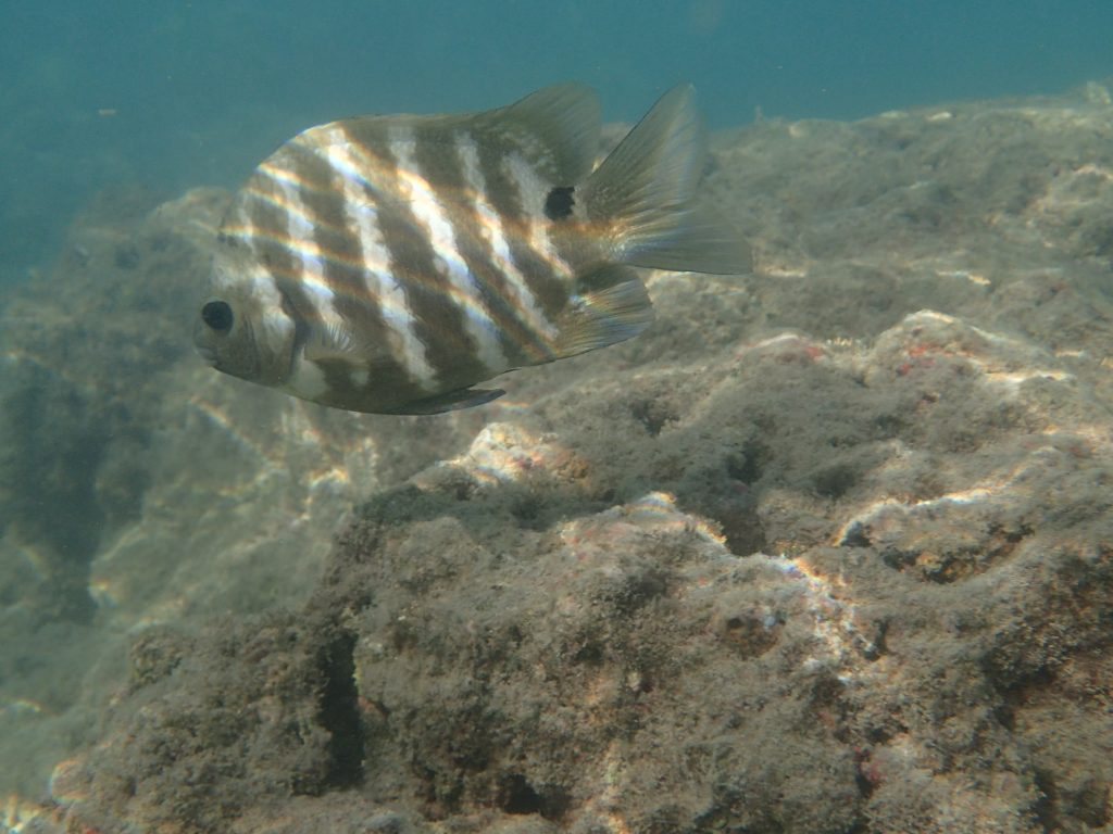 Abudefduf sordidus