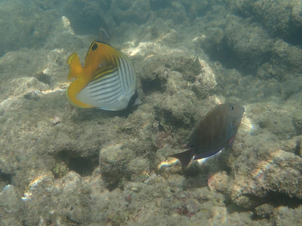 Chaetodon auriga