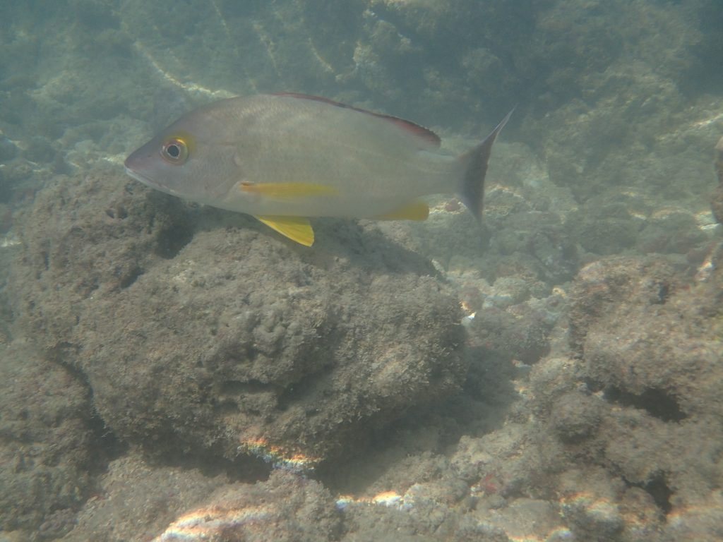 Lutjanus fulvus