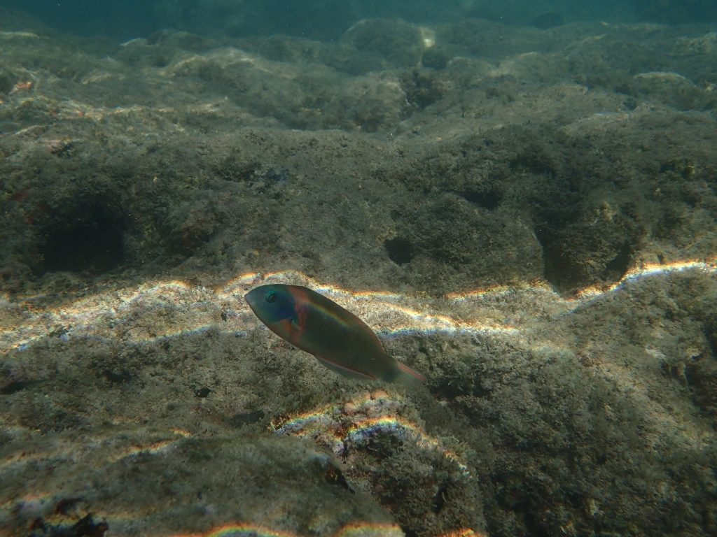 Thalassoma duperrey