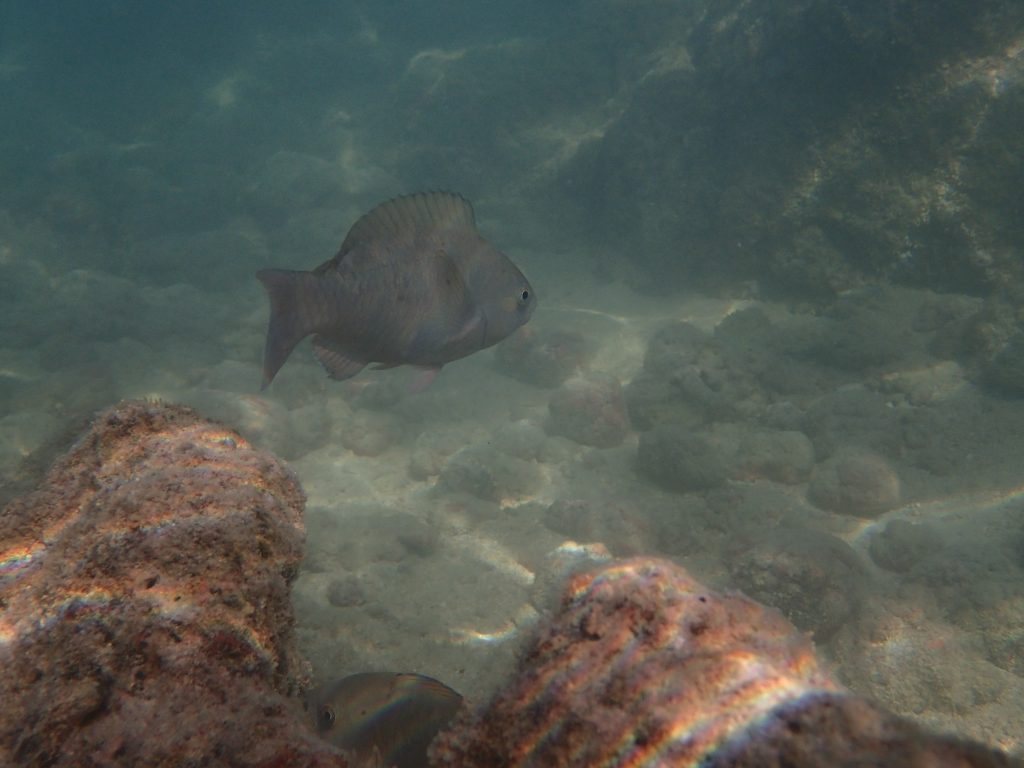 Poisson-perroquet