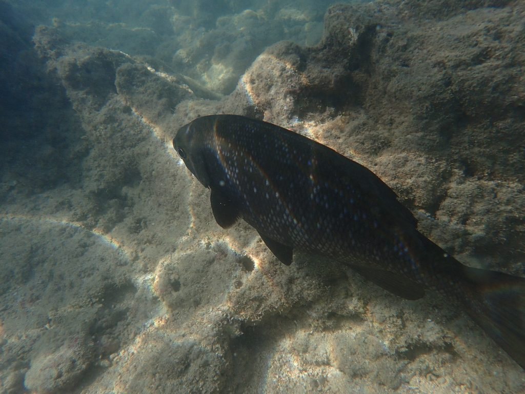 Kyphosus cinerascens