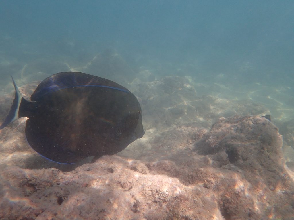 Acanthurus blochii