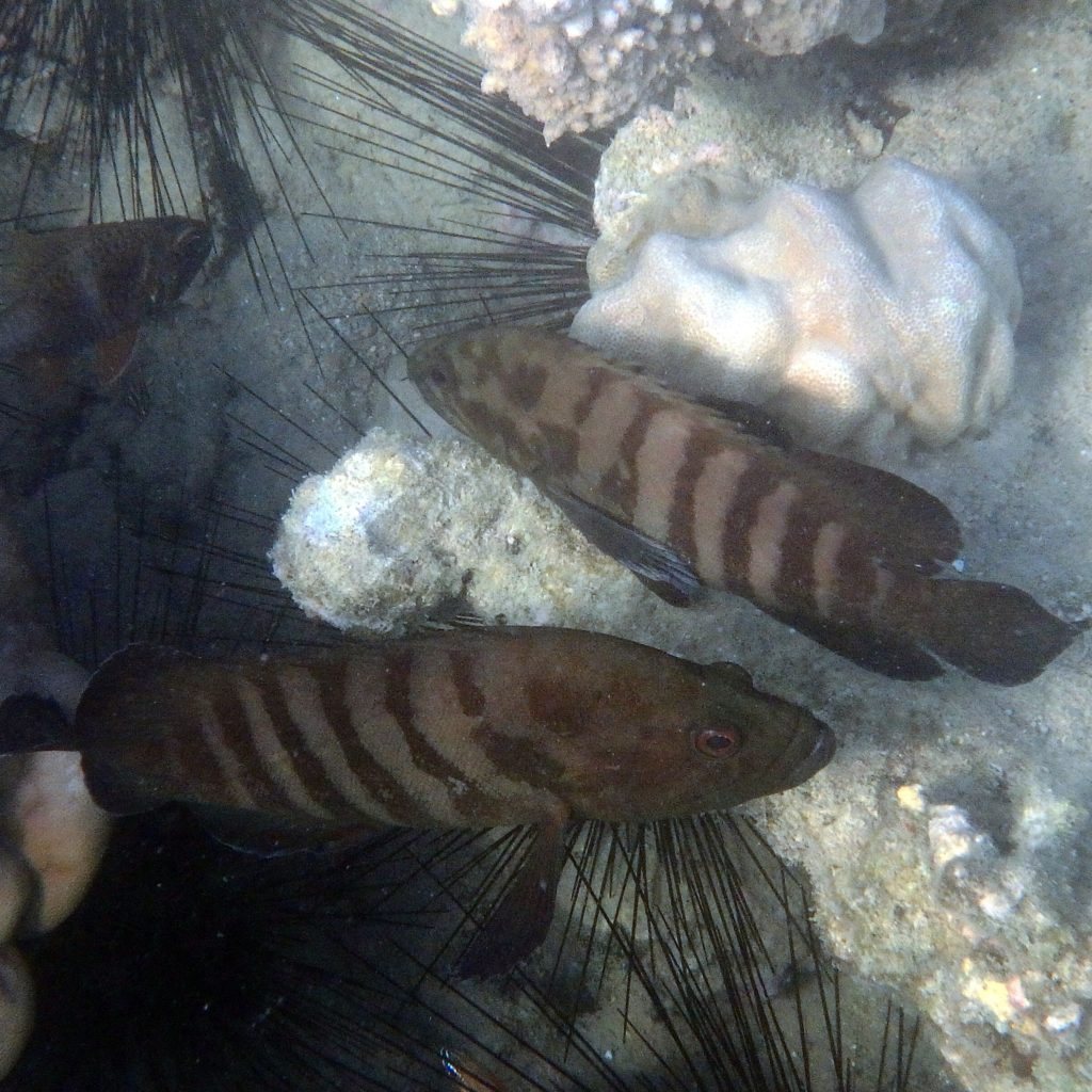 Cephalopholis boenak