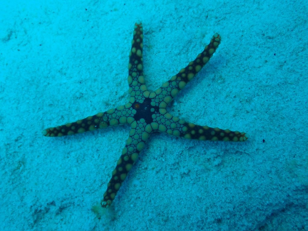 Fromia monilis