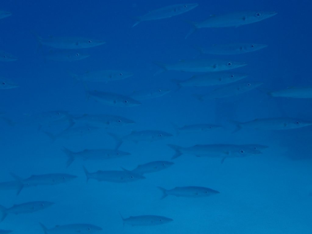 Barracouda