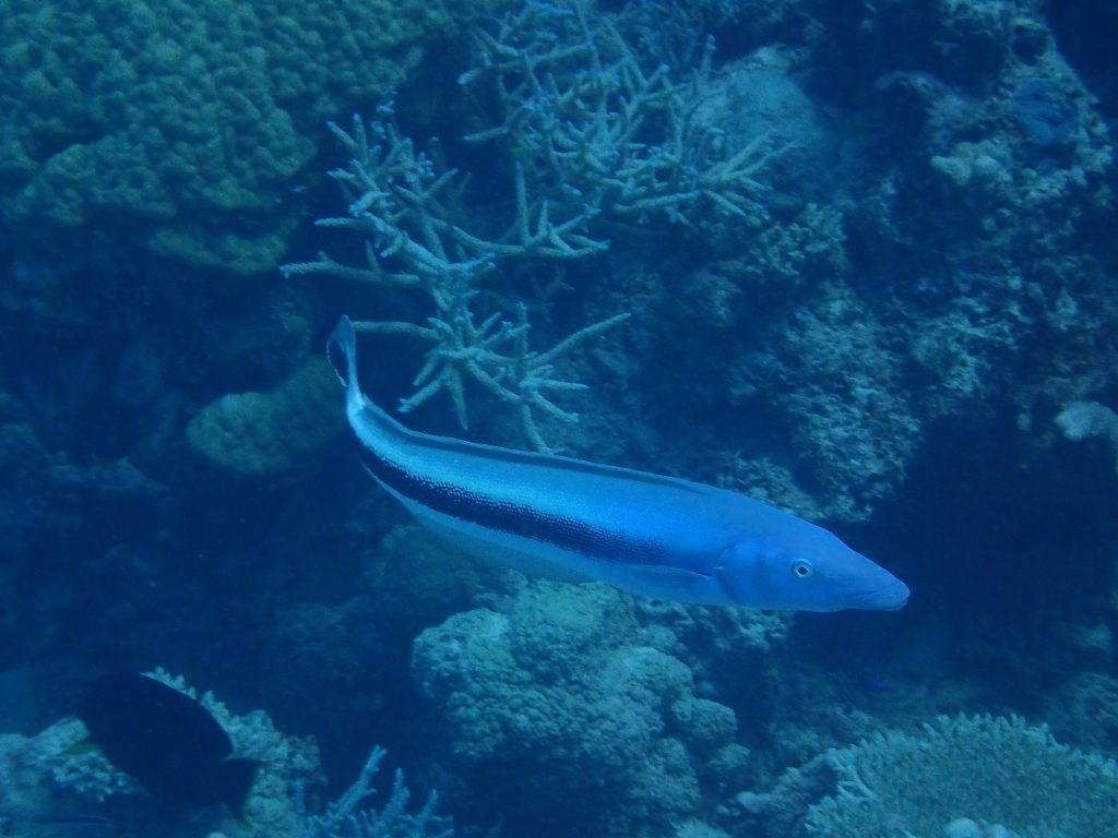 Malacanthus latovittatus