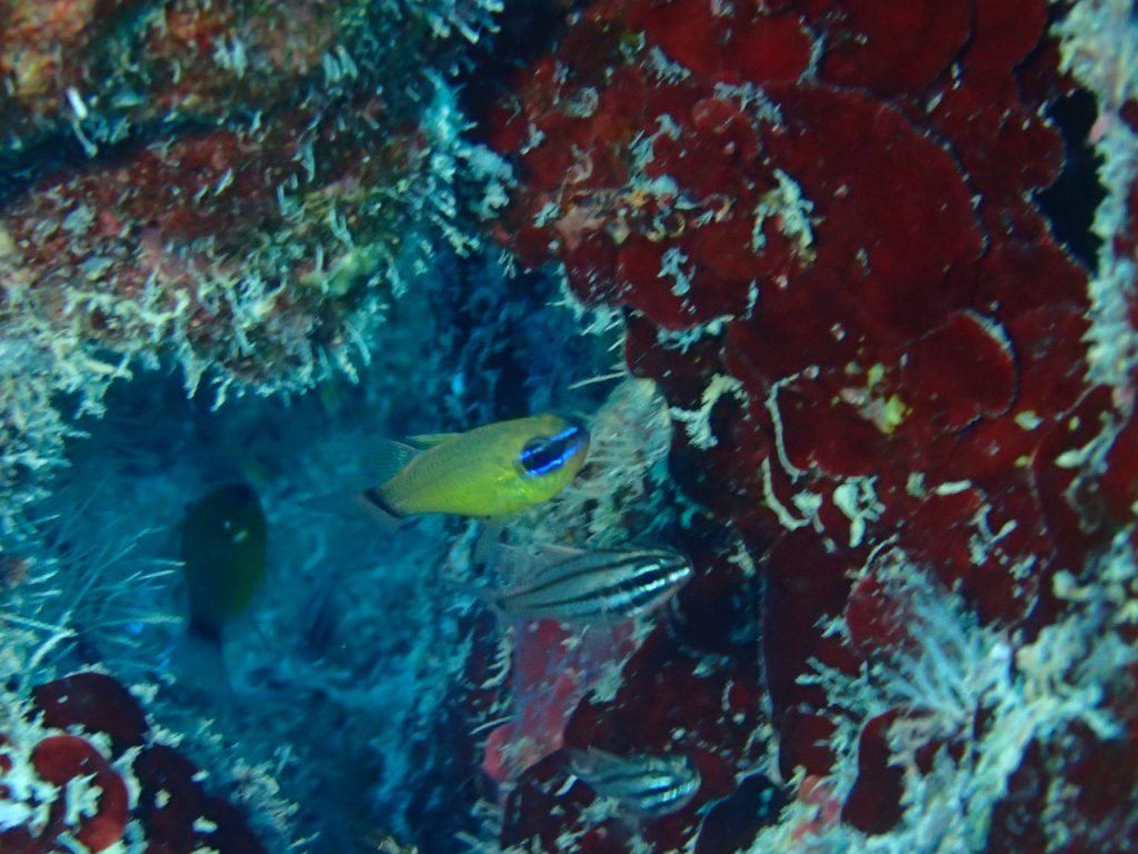 Poisson-cardinal