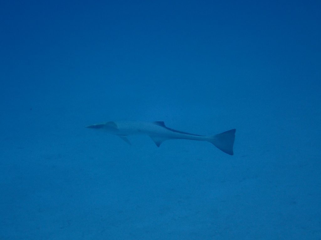 Rémoras
