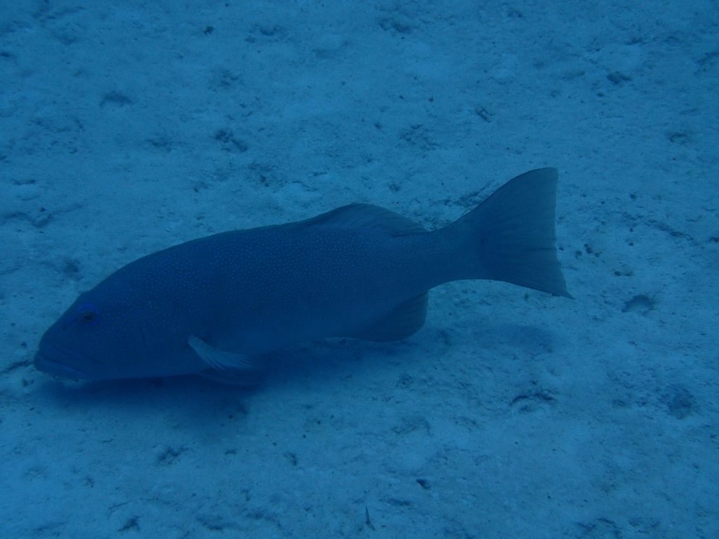 Plectropomus leopardus