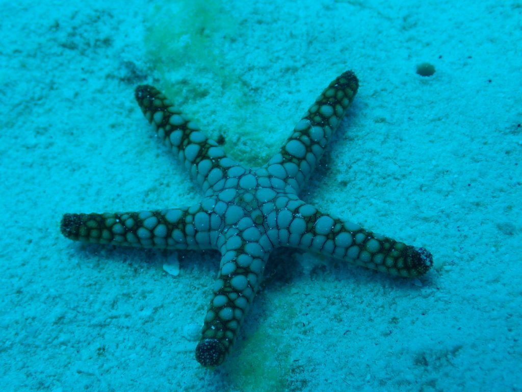 Fromia indica