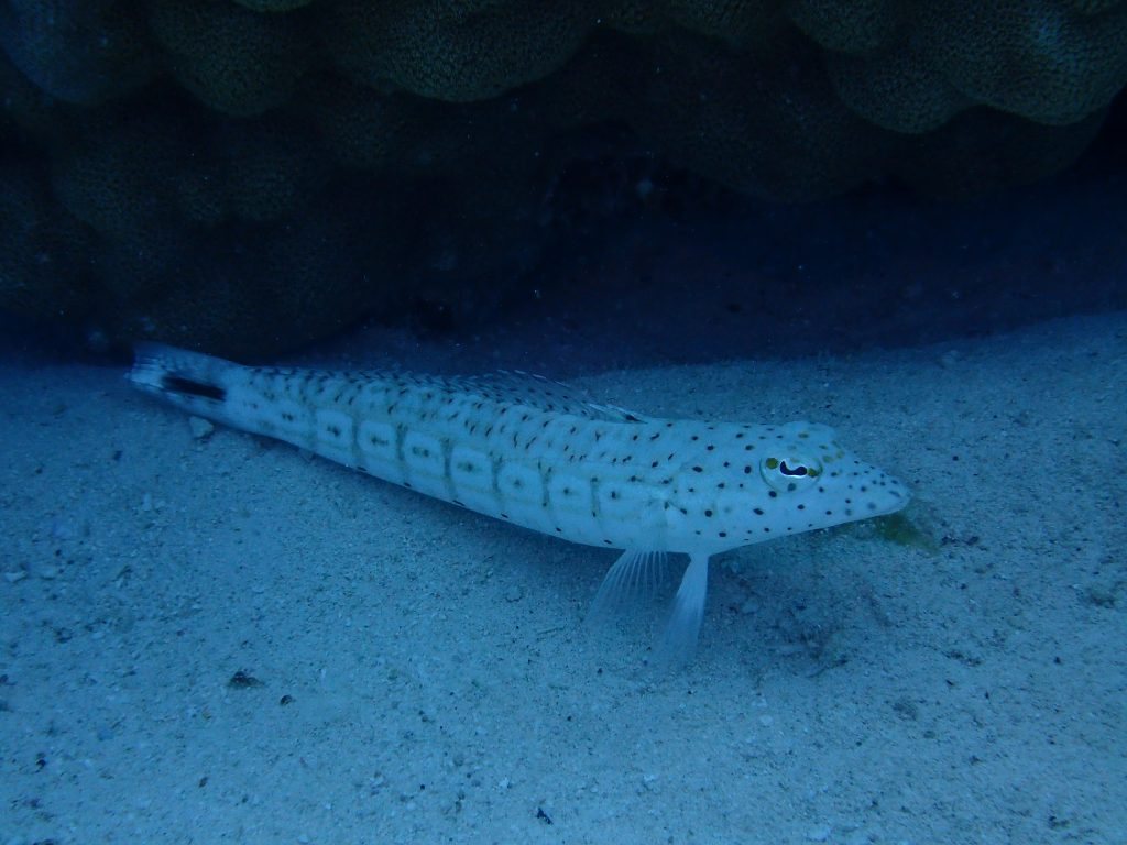 Parapercis hexophtalma
