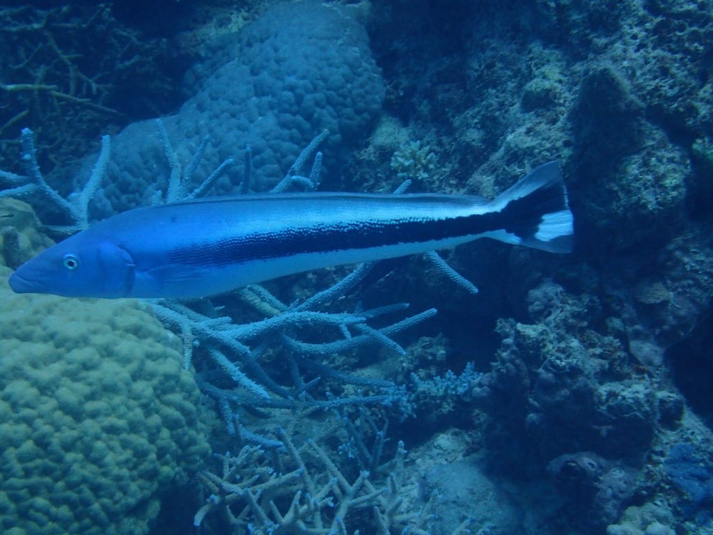 Poisson-couvreur