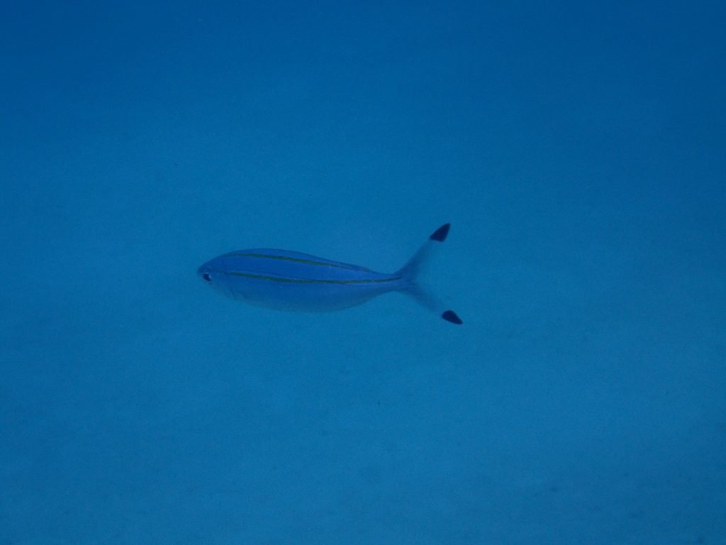 Pterocaesio marri