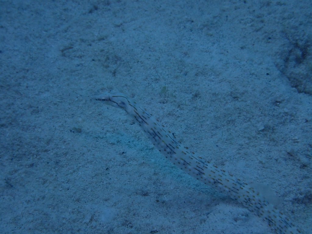 Corythoichthys haematopterus