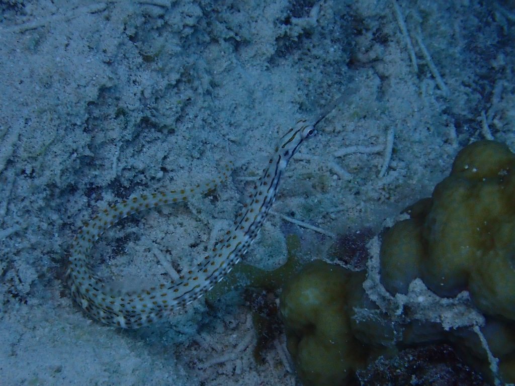 Corythoichthys ocellatus