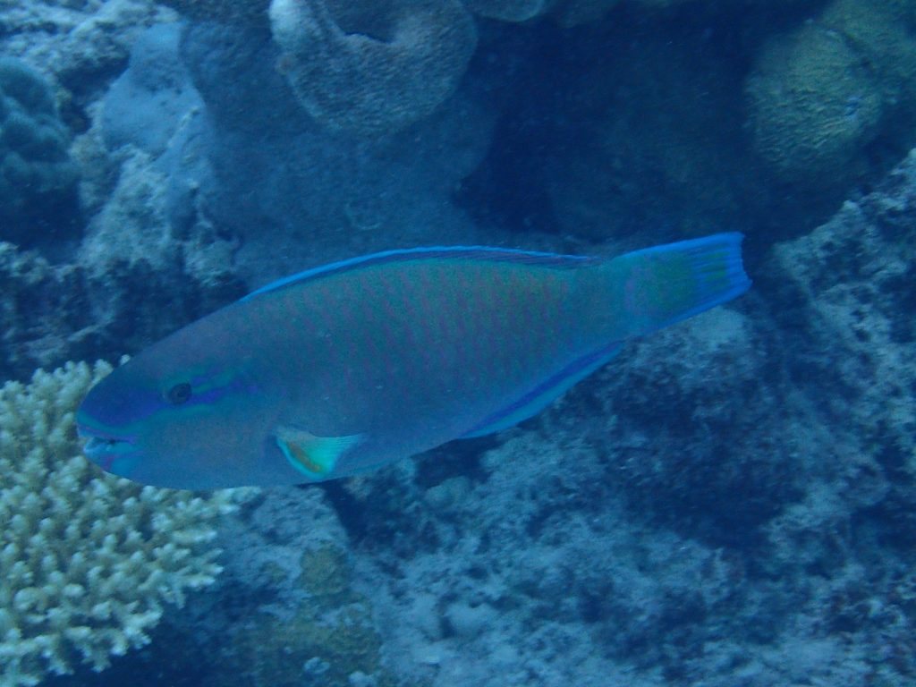 Poisson-perroquet