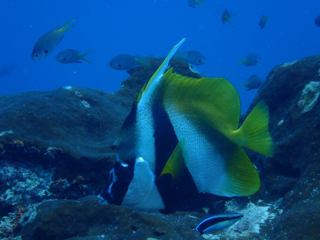 Heniochus acuminatus