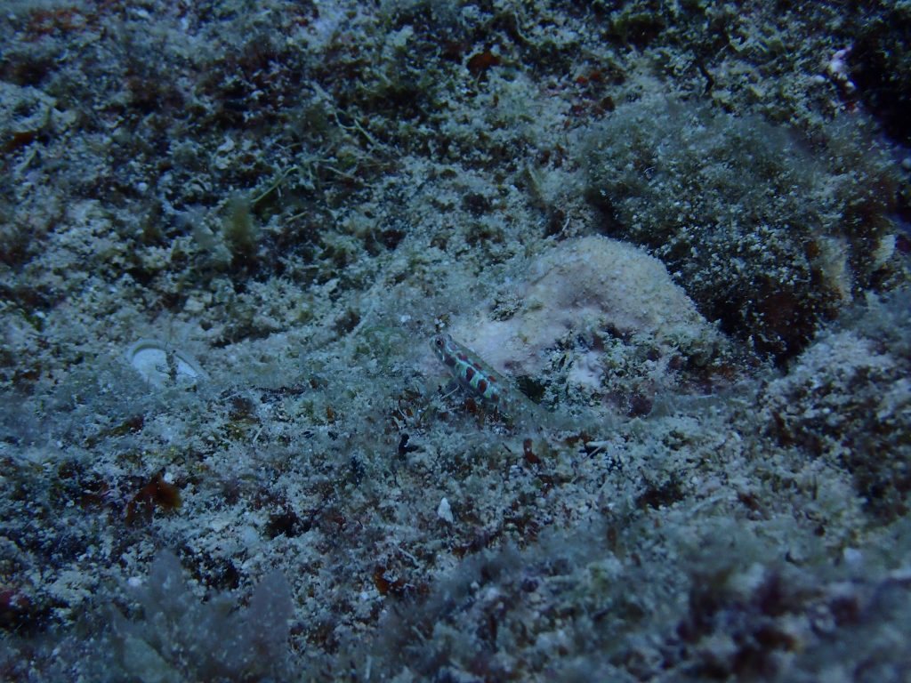 Eviota prasina