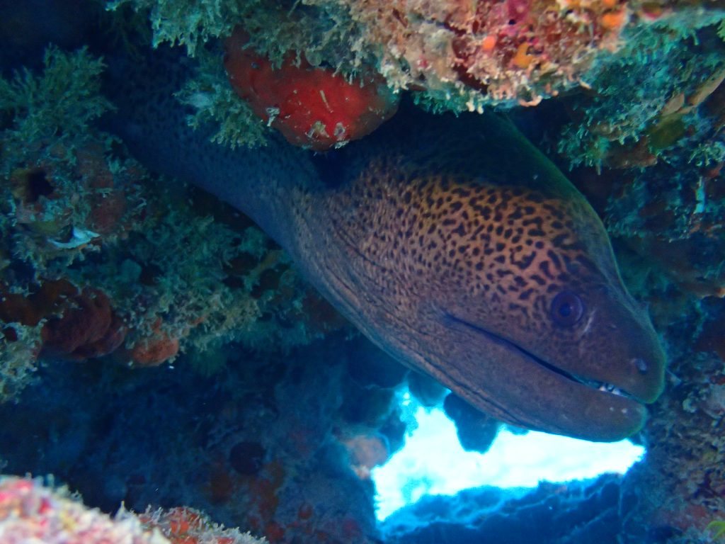 Gymnothorax undulatus