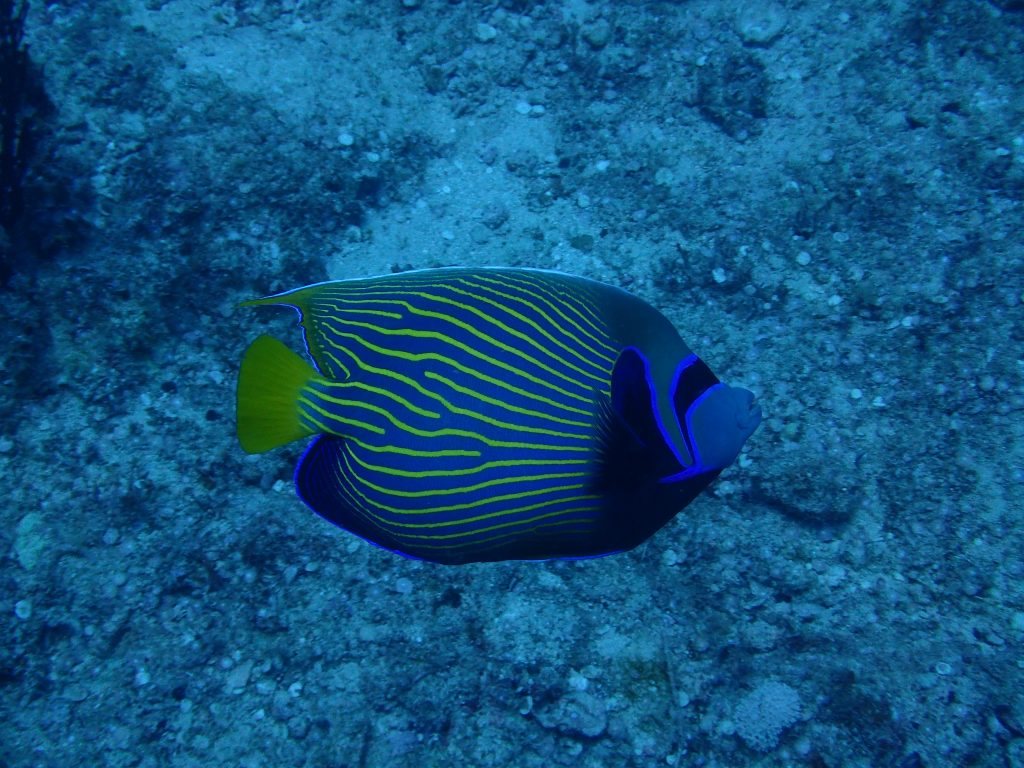 Poisson-ange