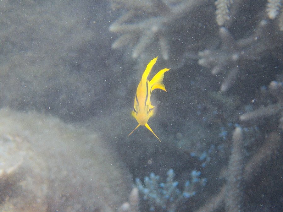 Neoglyphidodon nigroris