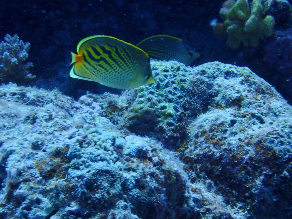 Chaetodon pelewensis
