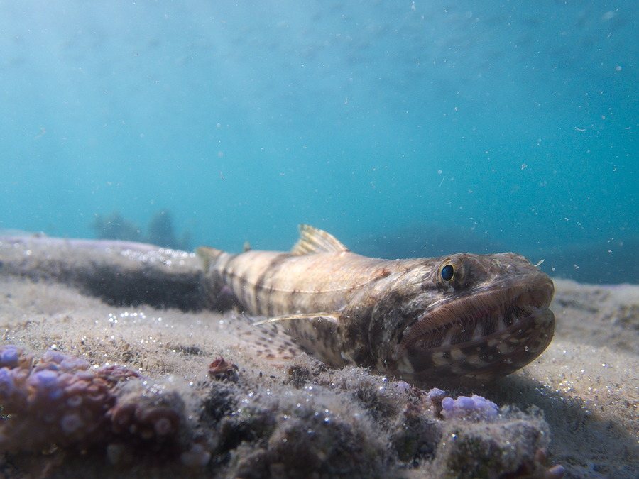 Poisson-lézard