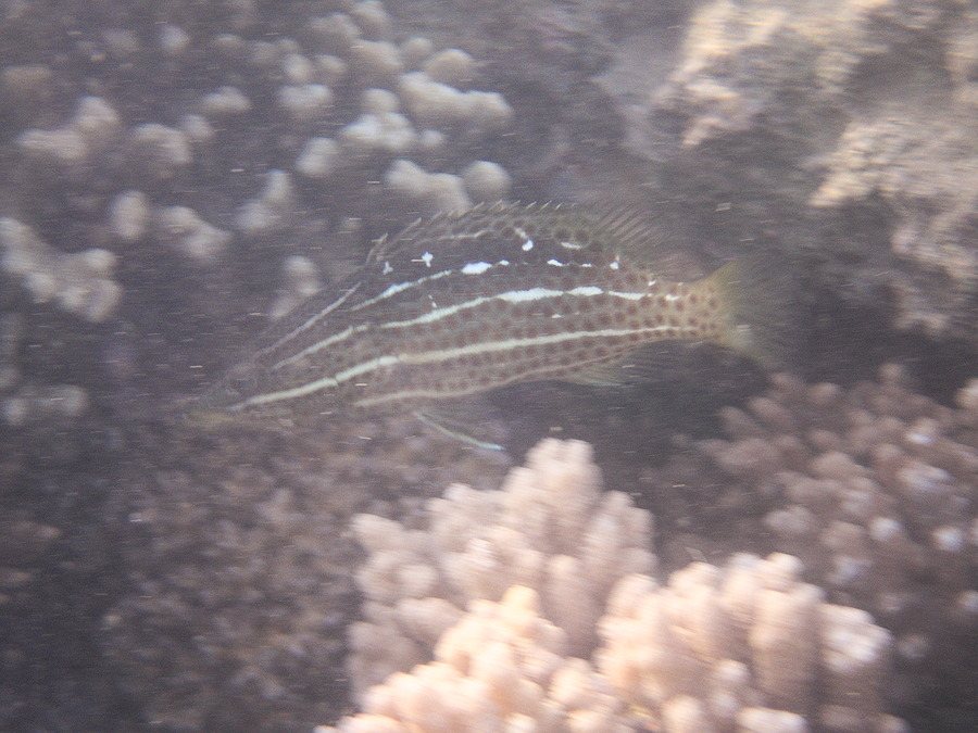 Anyperodon leucogrammicus