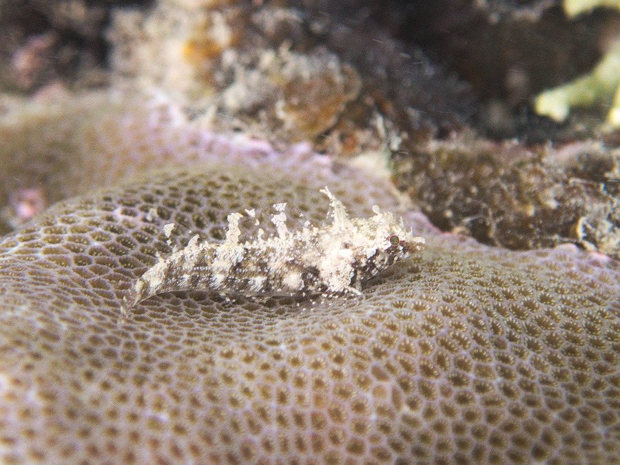 Norfolkia brachylepis