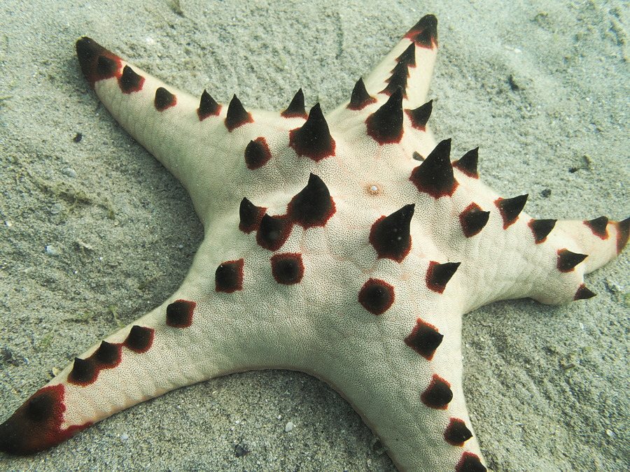 Protoreaster nodosus