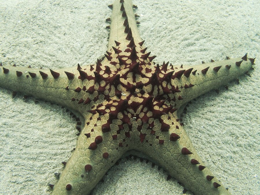 Pentaceraster regulus