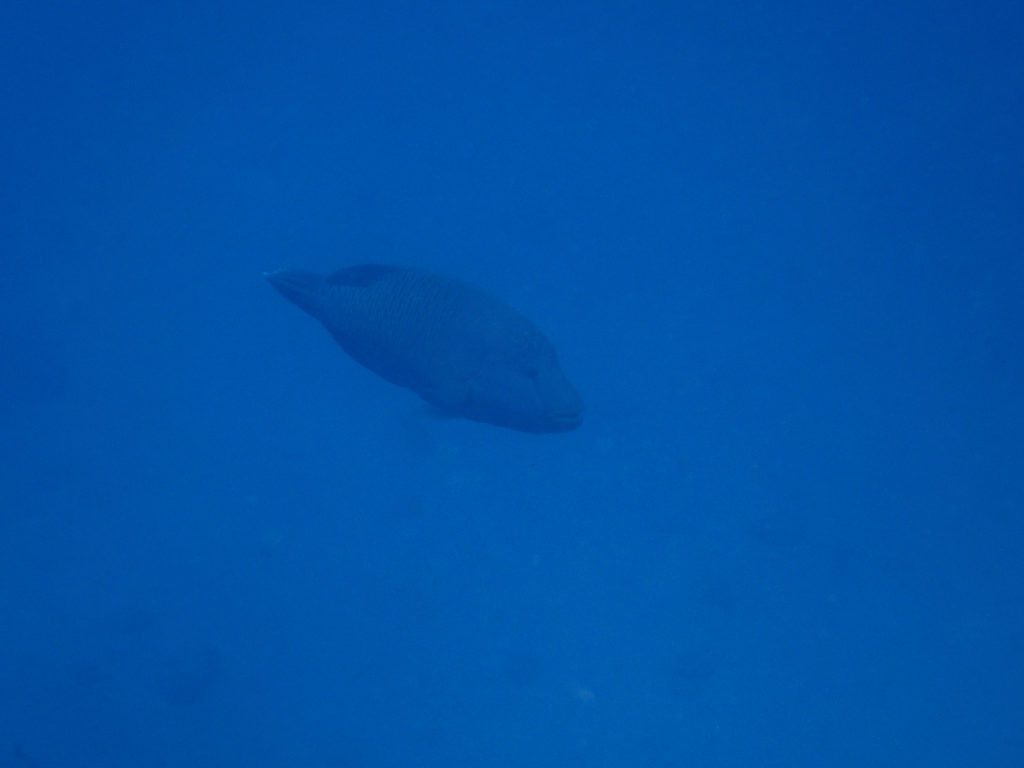 Cheilinus undulatus