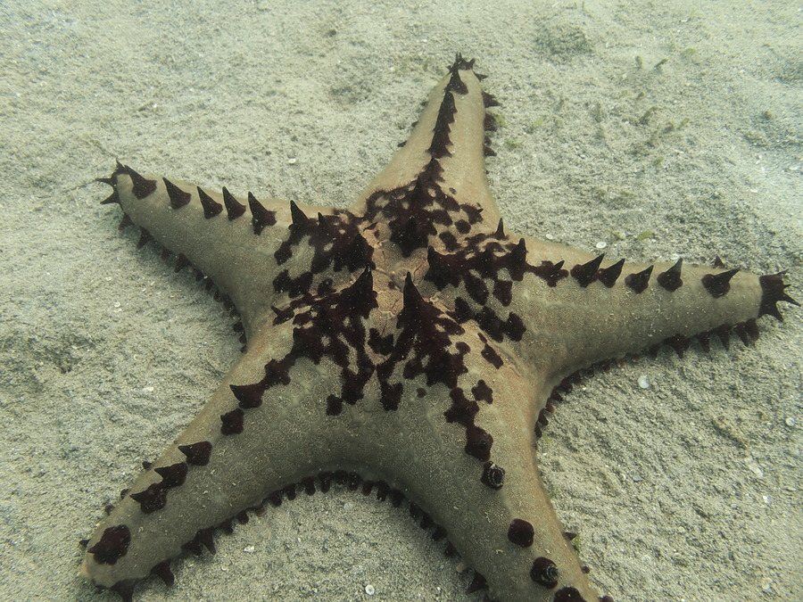 Pentaceraster alveolatus