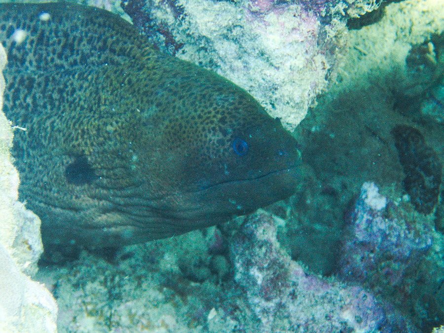 Gymnothorax flavimarginatus