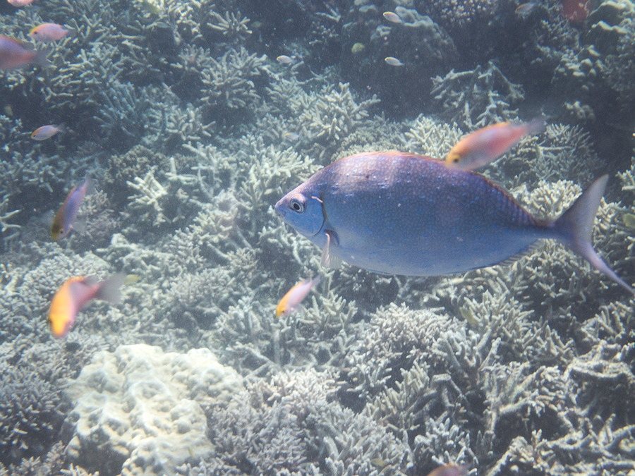 Siganus woodlandi